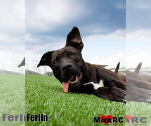 Ferlin - Male Mutt Dog for Adoption - Photo #10