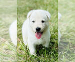 Small #1 German Shepherd Dog