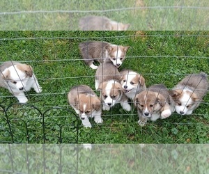 Pembroke Welsh Corgi Litter for sale in REDKEY, IN, USA