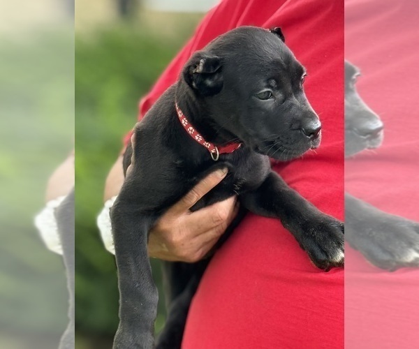 Medium Photo #8 Cane Corso Puppy For Sale in ANDERSON, IN, USA