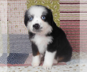 Miniature Australian Shepherd Puppy for Sale in HARRISON, Ohio USA