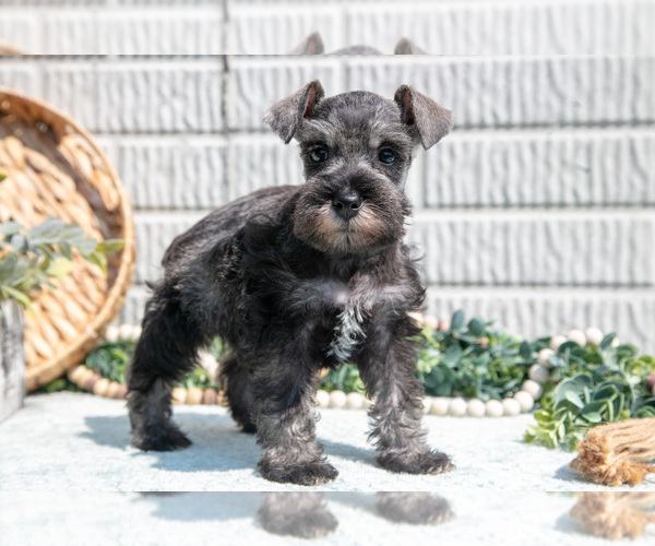 Medium Photo #5 Schnauzer (Miniature) Puppy For Sale in BALTIC, OH, USA
