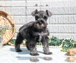 Small #4 Schnauzer (Miniature)
