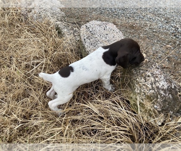Medium Photo #4 German Shorthaired Pointer Puppy For Sale in CONCORD, NC, USA