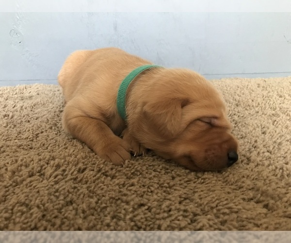 Medium Photo #12 Labrador Retriever Puppy For Sale in PARIS, MO, USA