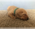 Small Photo #12 Labrador Retriever Puppy For Sale in PARIS, MO, USA