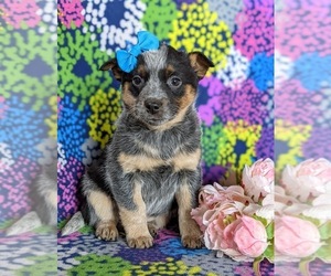 Australian Cattle Dog Puppy for sale in CONESTOGA, PA, USA