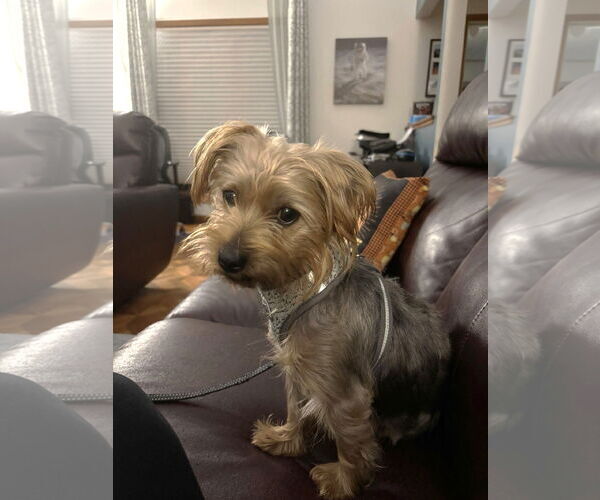 Medium Photo #4 Mutt Puppy For Sale in St. Louis Park, MN, USA