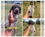 Puppy Female Yellow German Shorthaired Pointer