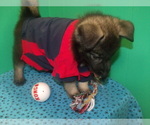 Small Photo #4 Norwegian Elkhound Puppy For Sale in PATERSON, NJ, USA