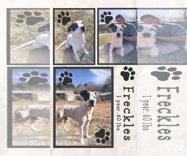 Medium Photo #8 Labrador Retriever-Unknown Mix Puppy For Sale in Woodbury, NY, USA