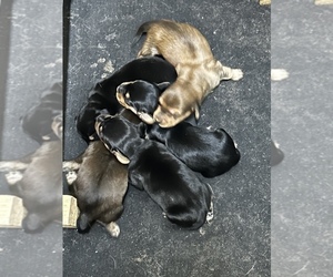 Dachshund Puppy for sale in MIDLAND, NC, USA