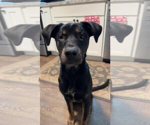 ROCKY - Male Labrador Retriever-Unknown Mix Dog for Adoption - Photo #4
