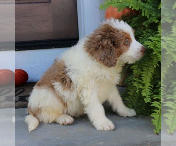 Medium Photo #4 Bernedoodle (Miniature) Puppy For Sale in NARVON, PA, USA