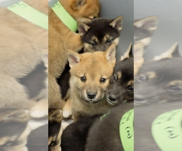 Medium Photo #4 Shiba Inu Puppy For Sale in LOS ANGELES, CA, USA