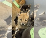 Small #3 Shiba Inu