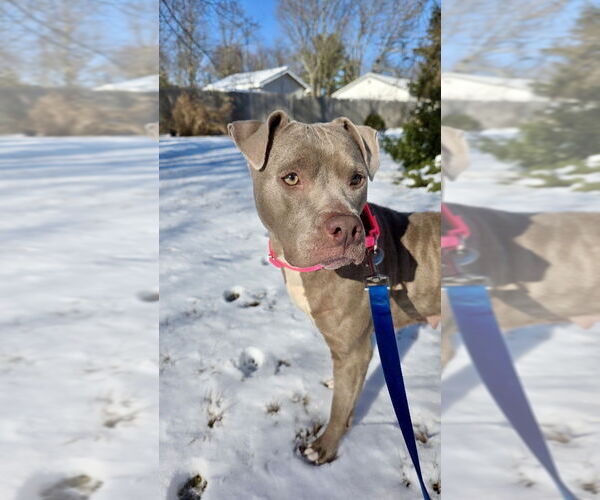 Medium Photo #12 American Staffordshire Terrier-Unknown Mix Puppy For Sale in Brewster, NY, USA