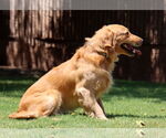 Small #1 Golden Retriever