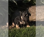Small #5 French Bulldog