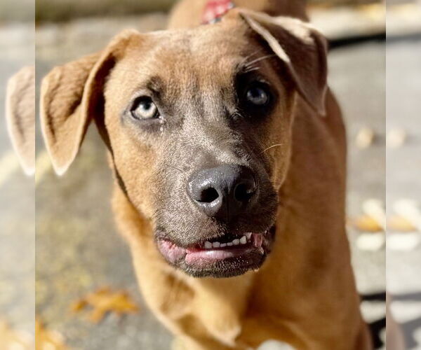 Medium Photo #2 Labrador Retriever-Unknown Mix Puppy For Sale in Canton, CT, USA