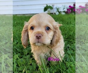 Cocker Spaniel Puppy for sale in DORCHESTER, WI, USA