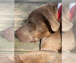 Small #4 Labrador Retriever Mix