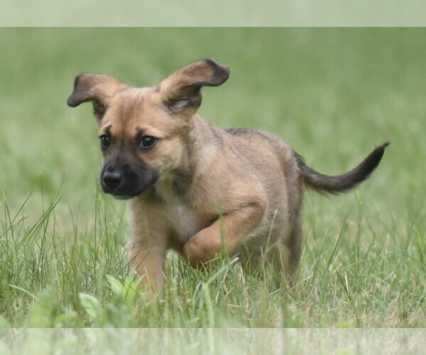 Medium Photo #2 Retriever -Unknown Mix Puppy For Sale in Mechanicsburg, PA, USA