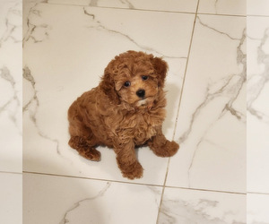 Poodle (Toy) Puppy for sale in FLUSHING, NY, USA