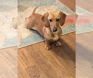 Mother of the Dachshund puppies born on 04/22/2025
