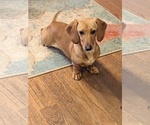 Small Photo #1 Dachshund Puppy For Sale in FOREST CITY, NC, USA