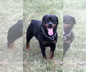 Father of the Rottweiler puppies born on 02/05/2025