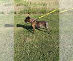 Small Photo #8 Boxer Puppy For Sale in  Katy, TX, USA