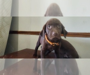 Labrador Retriever Puppy for sale in FLEMING ISLE, FL, USA
