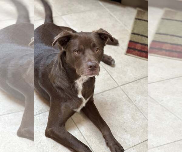 Medium Photo #5 Labrador Retriever-Unknown Mix Puppy For Sale in Woodbury, NY, USA