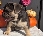 Small #14 French Bulldog