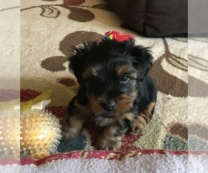 Yorkshire Terrier Puppy for sale in CIBOLO, TX, USA