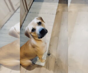 Boxer-Unknown Mix Dogs for adoption in Holly Springs, NC, USA