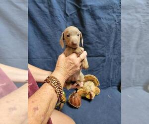 Dachshund Puppy for sale in YORKTOWN, TX, USA