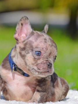 View Ad: French Bulldog Puppy for Sale near Florida, FORT PIERCE, USA ...