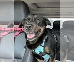 Small #2 Pembroke Welsh Corgi-Rottweiler Mix
