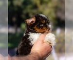 Small Schnauzer (Miniature)
