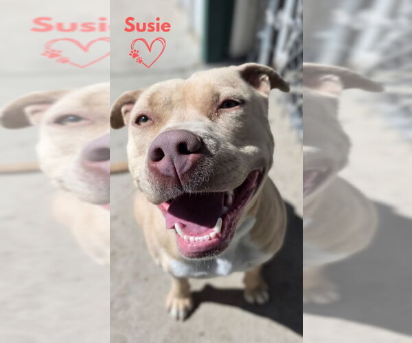 Medium Photo #1 American Pit Bull Terrier-Unknown Mix Puppy For Sale in Monte Vista, CO, USA