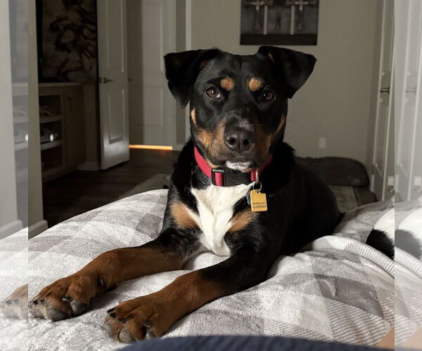 Medium Photo #1 Rottweiler-Unknown Mix Puppy For Sale in Dallas, TX, USA