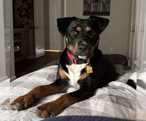 Rottweiler-Unknown Mix Dogs for adoption in Dallas, TX, USA