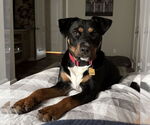 Small Rottweiler Mix