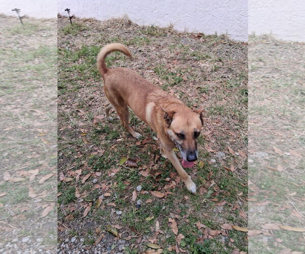 Medium Photo #2 Mutt Puppy For Sale in Miami, FL, USA