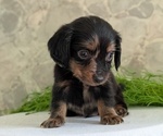 Small #5 Dachshund