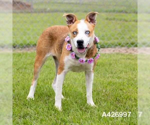 Medium Photo #2 Border Collie-Unknown Mix Puppy For Sale in Conroe, TX, USA