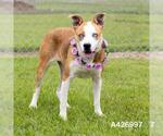 Small #1 Border Collie Mix