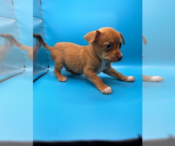 Medium Photo #11 Chiweenie Puppy For Sale in SAINT AUGUSTINE, FL, USA